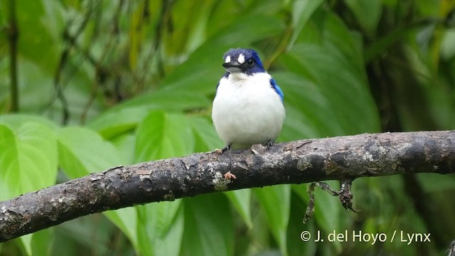 Blue-and-white Kingfisher - ML201408121