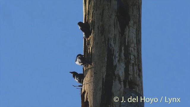 Moluccan Starling - ML201408161