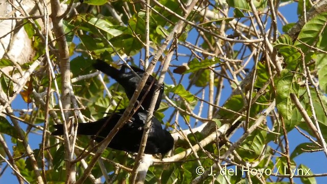 Moluccan Starling - ML201408171