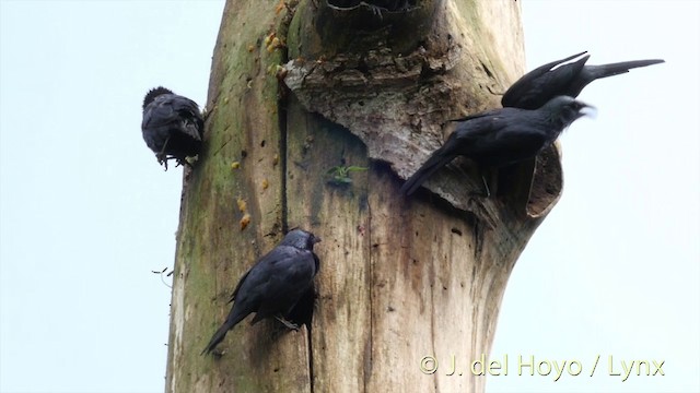 Moluccan Starling - ML201408191