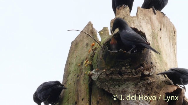 Moluccan Starling - ML201408201