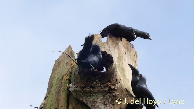 Moluccan Starling - ML201408211