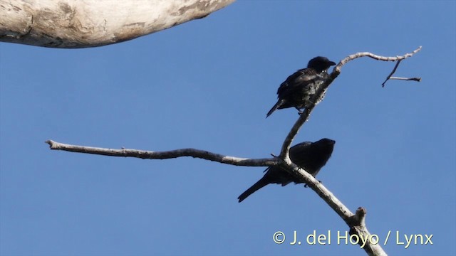 Moluccan Starling - ML201408341