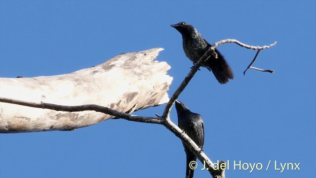 Moluccan Starling - ML201408351