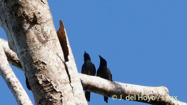 Estornino Moluqueño - ML201408361