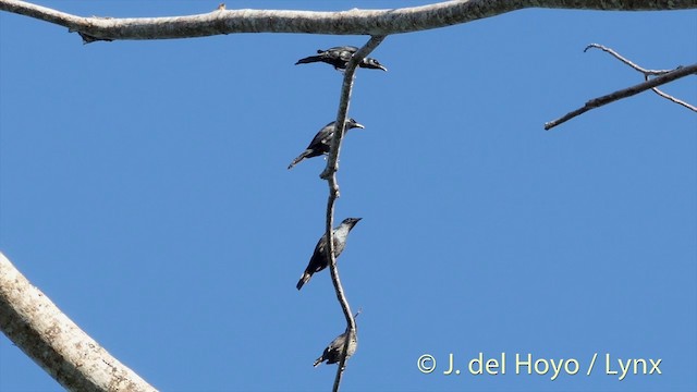 Moluccan Starling - ML201408371