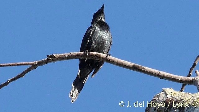 Estornino Moluqueño - ML201408381