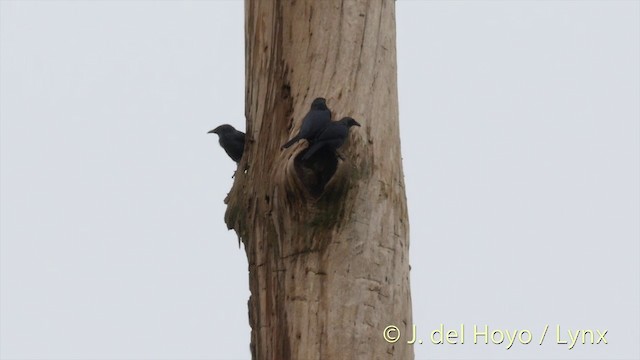 Moluccan Starling - ML201408391