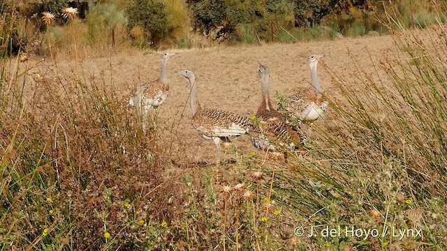 Great Bustard - ML201408641