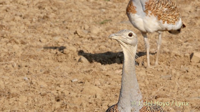 Great Bustard - ML201408671