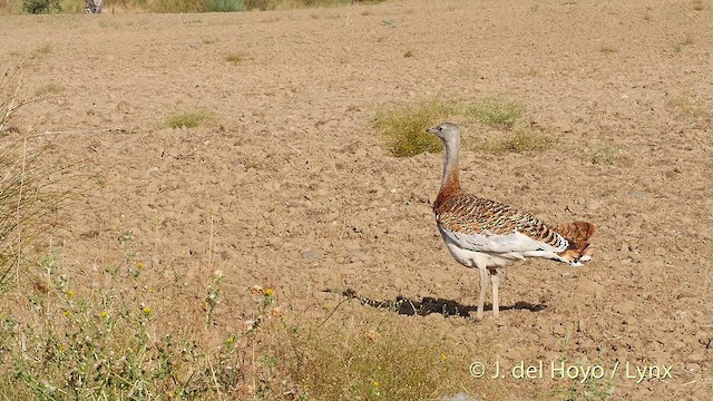 Great Bustard - ML201408711