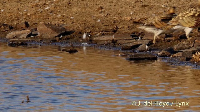 Kılkuyruk Bağırtlak (alchata) - ML201408771