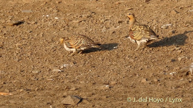 Kılkuyruk Bağırtlak (alchata) - ML201408801