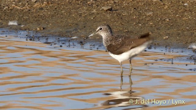 Green Sandpiper - ML201408871