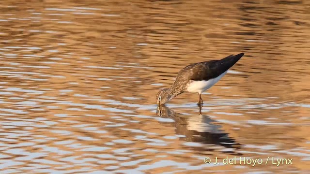 Green Sandpiper - ML201408901