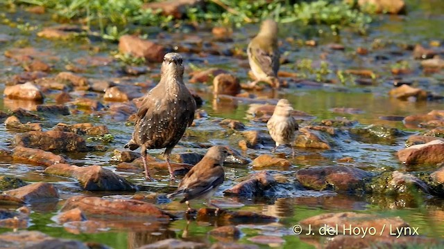 Spotless Starling - ML201408911