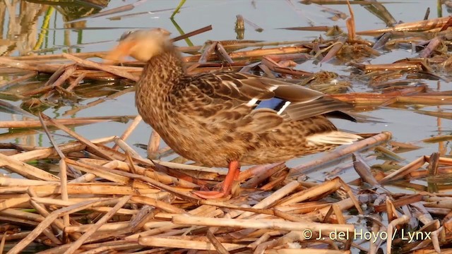 Canard colvert - ML201409001