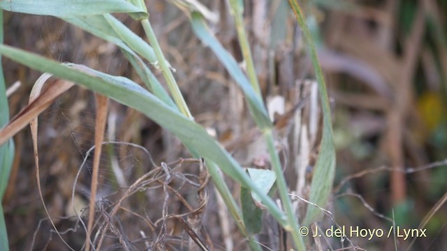 Cetti's Warbler - ML201409031