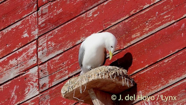 Mouette tridactyle (tridactyla) - ML201409041