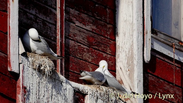 Mouette tridactyle (tridactyla) - ML201409061