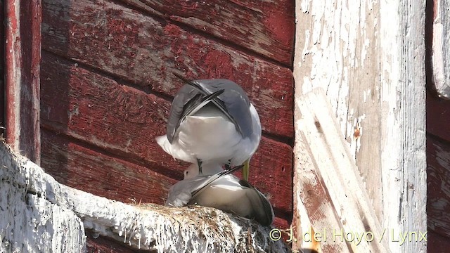 Black-legged Kittiwake (tridactyla) - ML201409071