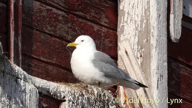 Black-legged Kittiwake (tridactyla) - ML201409131