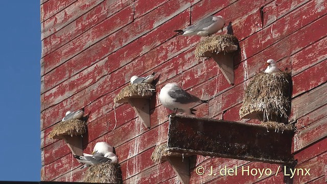 Black-legged Kittiwake (tridactyla) - ML201409141