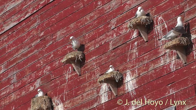 Black-legged Kittiwake (tridactyla) - ML201409151