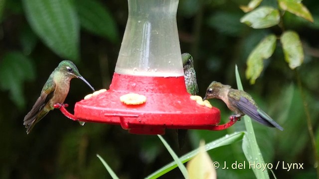 kolibřík císařský - ML201409161