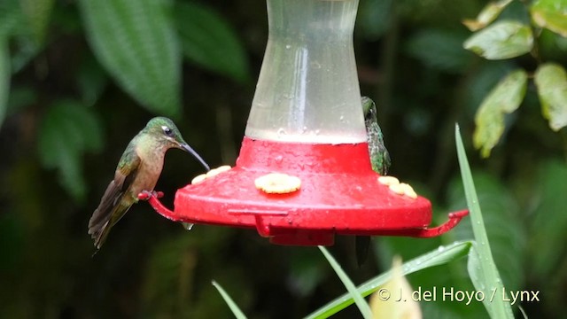 Fawn-breasted Brilliant - ML201409171