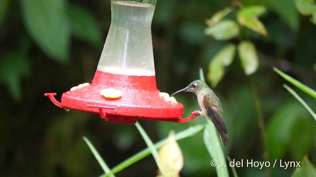 Fawn-breasted Brilliant - ML201409181