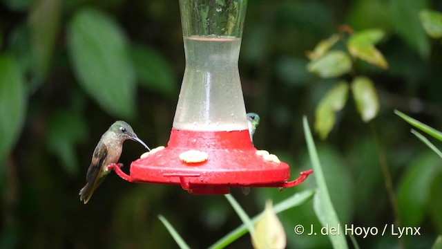 Fawn-breasted Brilliant - ML201409201