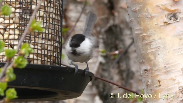 Willow Tit (Willow) - ML201409221