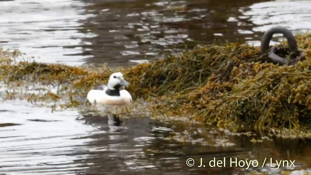 Steller's Eider - ML201409241