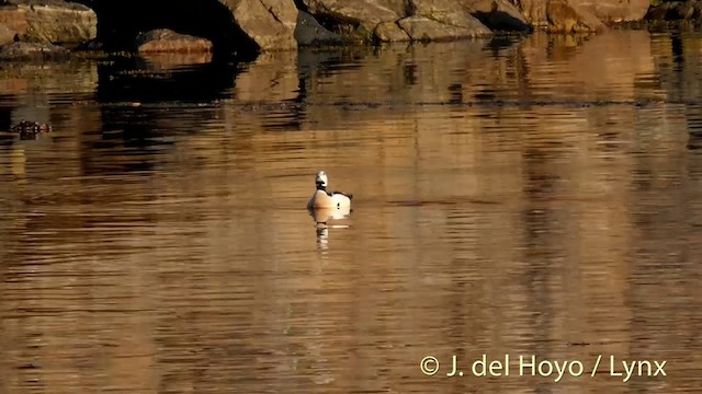 Steller's Eider - ML201409261