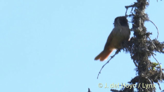 Siberian Jay - ML201409271