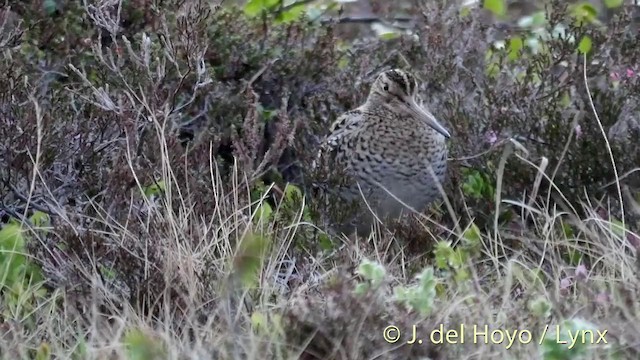 bekasina větší - ML201409311