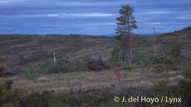 bekasina větší - ML201409321