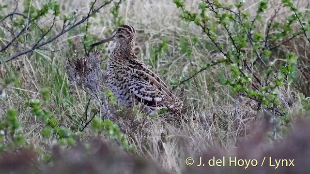bekasina větší - ML201409331
