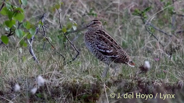 Great Snipe - ML201409341