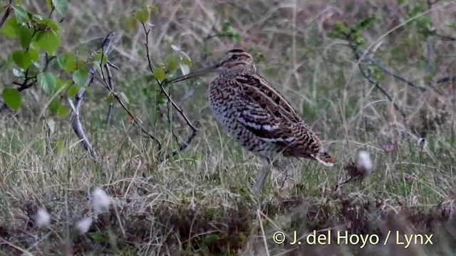 bekasina větší - ML201409341