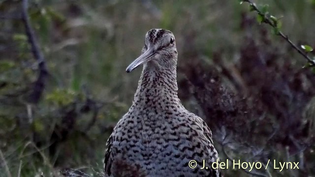 bekasina větší - ML201409351