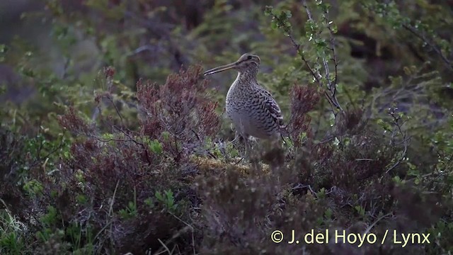bekasina větší - ML201409361