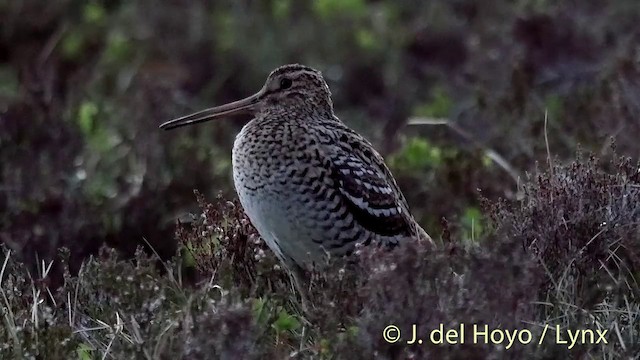 bekasina větší - ML201409371