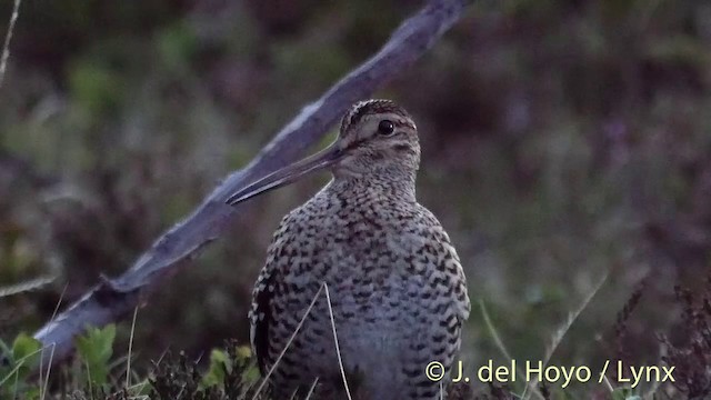 bekasina větší - ML201409381
