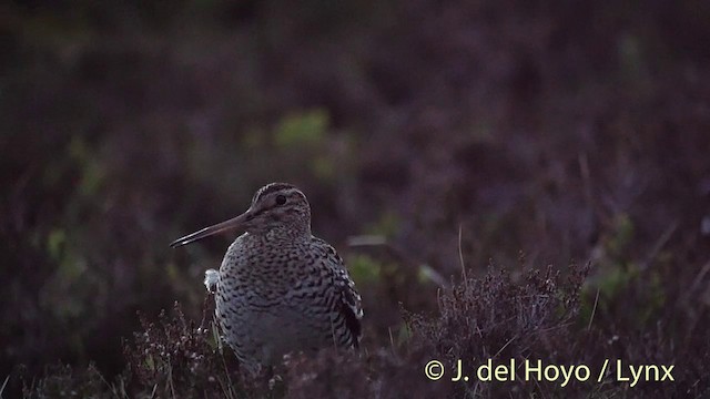 bekasina větší - ML201409391