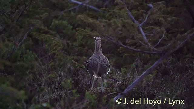bekasina větší - ML201409401