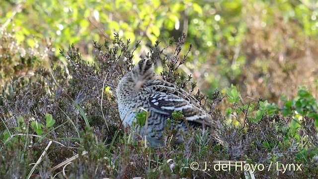 bekasina větší - ML201409411