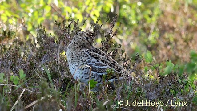 bekasina větší - ML201409421