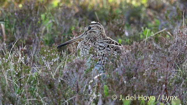 bekasina větší - ML201409431